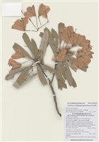 藏品(臺灣杜鵑)的圖片